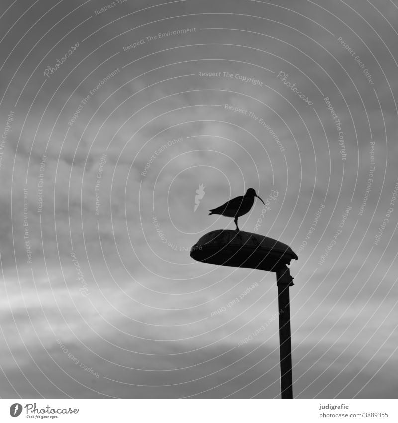 Regenbrachvogel auf Laterne vor wolkigem Himmel Vogel Island Tier Außenaufnahme Silhouette Wolken Schwarzweißfoto Wildtier Natur dunkel Brachvogel