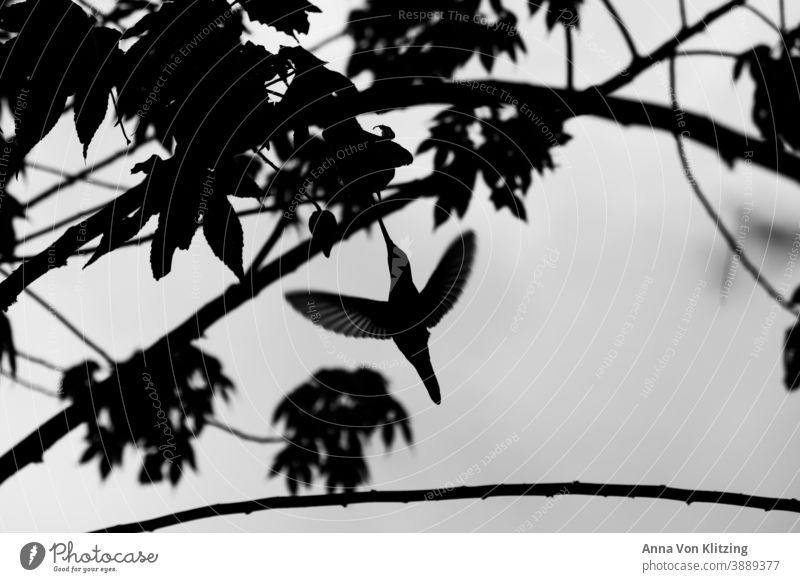 Fliegender Kolibri fliegend Schwarzweißfoto Vogel Außenaufnahme Wildtier Natur Tier Menschenleer Himmel Baum Äste Freiheit Flügel Schnabel Licht Tag natürlich