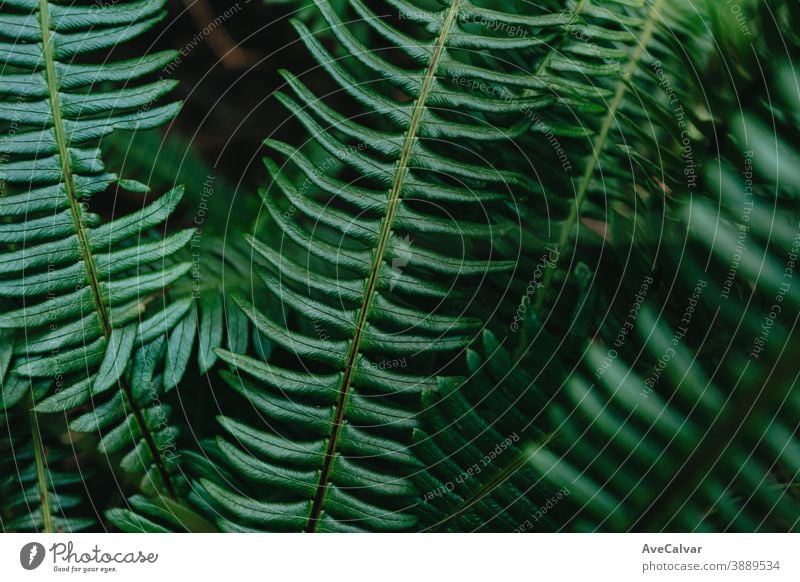 Horizontaler Hintergrund mit einigen strukturierten Blättern auf einem hellen Grün Natur Nahaufnahme Tropfen Blatt grün Tröpfchen Pflanze glänzend üppig (Wuchs)