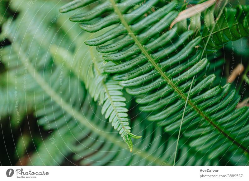 Ein Hintergrund von einigen grünen hellen Blätter im Wald Natur Nahaufnahme Tropfen Blatt Tröpfchen Pflanze glänzend üppig (Wuchs) neu Gemüse Frische Kraut