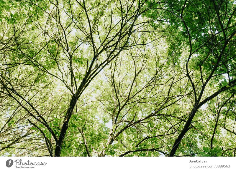 Leuchtend grüne Blätter in den Wipfeln der Bäume an einem sonnigen Tag Natur Baum Frühling Wald Park Sommer Sonnenlicht Hintergrund Buchsbaum Blatt Rochen
