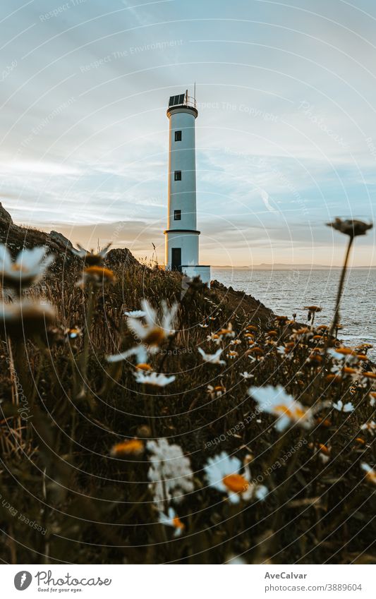 Weißer Leuchtturm mit vielen Gänseblümchen davor Küste Farbbild Architektur Meer Fotografie Tourismus im Freien MEER Aussichtspunkt Textfreiraum malerisch