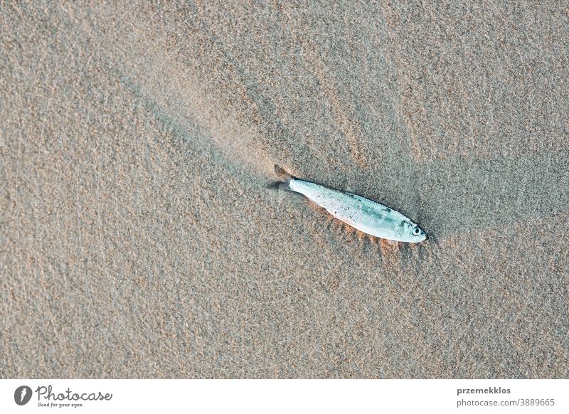 Kleine tote Fische am Strand marin Leben weltweit Gift giftig verunreinigen gefährlich Ufer Tod Desaster Problematik Verschmutzung Ökologie verseucht Sand