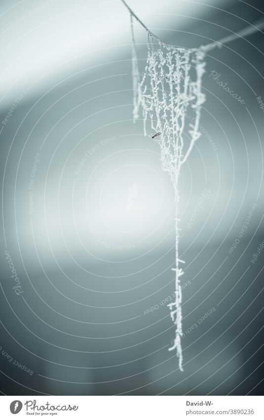 mit Raureif überzogenes Spinnennetz an einem frostigen Tag Frost Winter winterlich kalt Eis gefroren frieren weiß