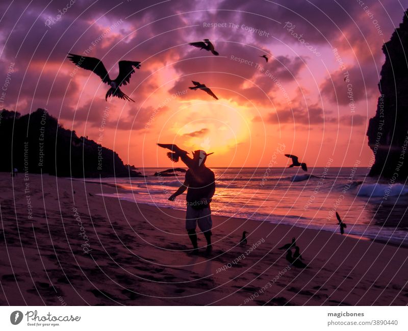 Fliegende Fregattvögel werden gefüttert Fernando de Noronha, Brasilien fernando de noronha Sonnenuntergang Fregatte Vögel Strand Silhouette Süden amerika Wolken