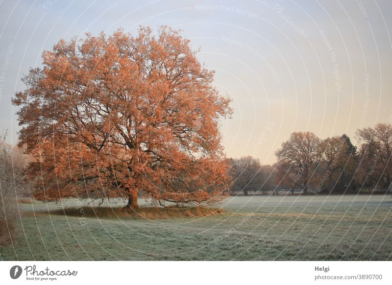 stattliche Eiche steht auf einer frostigen Wiese und wird von der Morgensonne angestrahlt Baum Frost Kälte Morgenstimmung morgens Raureif kalt Sonnenlicht
