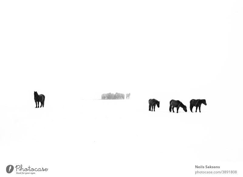 Pferdeherde im weißen Feld im Winter pferdeähnlich Silhouette Silhouetten Reiterin Tier Natur Haustier Pflege Ranch Land Landschaft Liebe Freiheit wild züchten
