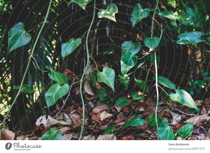 Nahaufnahme von tropischem Efeu in einem exotischen Wald in Palenque, Chiapas, Mexiko Dschungel Natur grün Baum natürlich Umwelt im Freien Blatt Landschaft