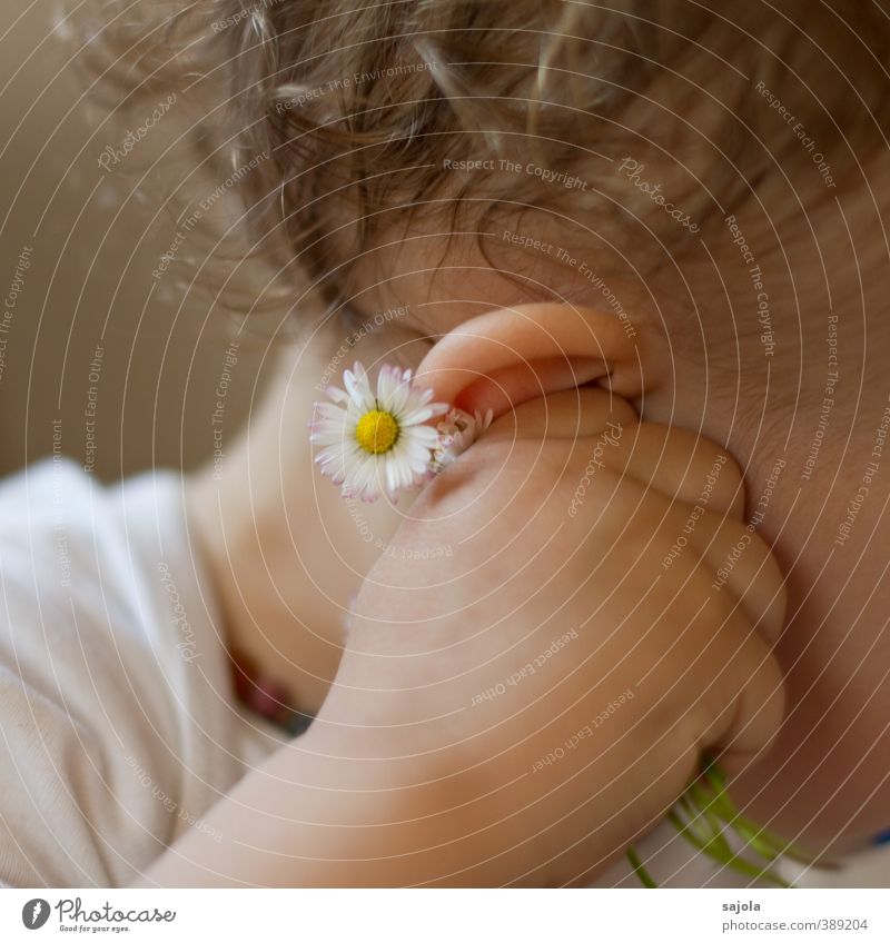 Hörst du, was die Gänseblümchen flüstern? Mensch Kind Kleinkind Ohr Hand 1 1-3 Jahre Pflanze Blume festhalten hören Farbfoto Innenaufnahme Nahaufnahme