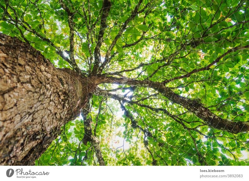 Niedrigwinkelansicht eines großen tropischen Baumes entlang des Stammes mit sonnenbeschienenen grünen Blättern, Palenque, Chiapas, Mexiko Dschungel Natur