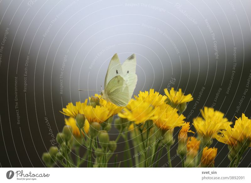 Eleganter weißer Schmetterling und gelbe Wildblumen auf der Herbstwiese am Abend gegen den dunklen Himmel. Der Schmetterling trinkt Nektar aus einer Blume. Pieris brassicae oder Kohlweißer oder großer weißer Schmetterling.