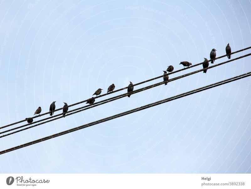 Staraufgebot - viele Stare sitzen auf Stromleitungen vor blauem Himmel Vogel Sommer schräg schwarz Tier Farbfoto Außenaufnahme Natur Menschenleer Umwelt