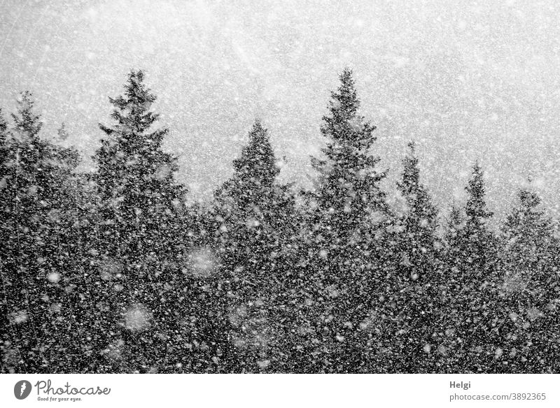 Schneegestöber - es schneit im Tannenwald Schneeflocken Winter Kälte Baum Fichte kalt Außenaufnahme Natur Wald Frost Menschenleer Schneefall Wetter Umwelt