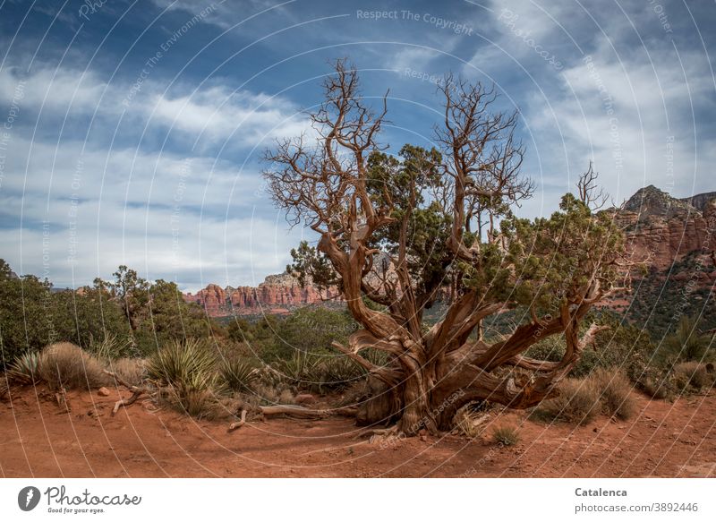 Ein alter Baum wächst in der roten Wüstenlandschaft zwischen Gräser und Gebüsch, im Hintergrund eine Bergkette Landschaft Natur Gebirge Sand Steine Pflanze