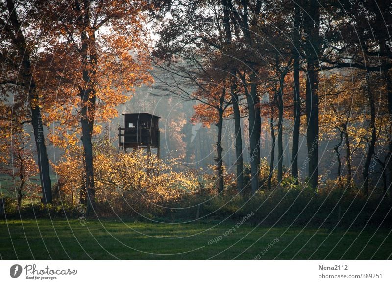 herbstliches Gefühl Umwelt Natur Landschaft Urelemente Erde Herbst Klima Schönes Wetter Baum Wiese Feld Wald beobachten bedrohlich Jäger Hochsitz Hütte