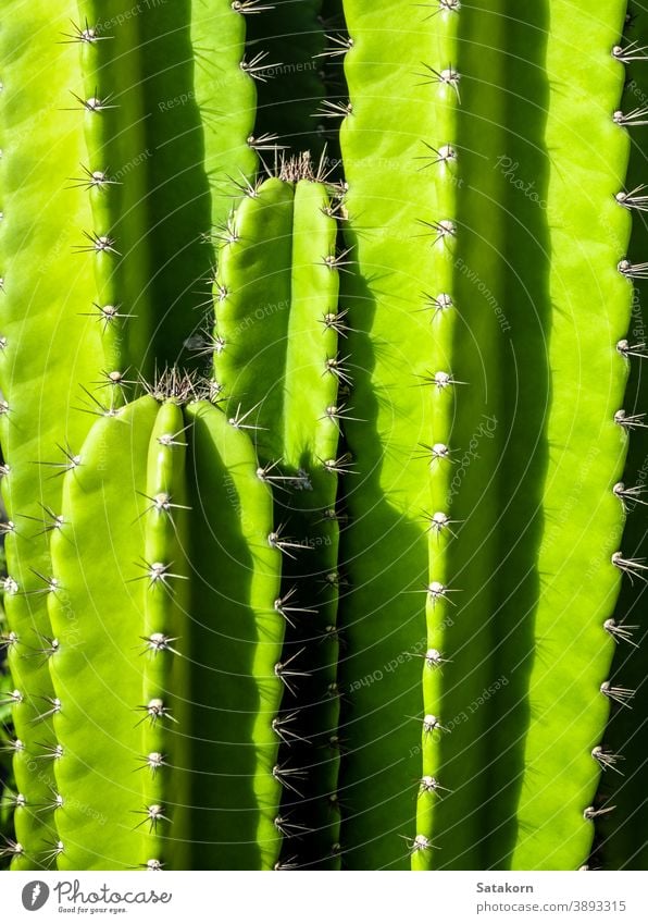 Grüner Hintergrund durch pralle Stängel und stachelige Stacheln des Cereus Peruvianus-Kaktus grün Sukkulente Pflanze frisch mollig Baum Garten Nahaufnahme Natur