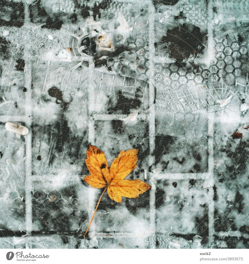 Spuren im Schnee Blatt Umwelt Kontrast Detailaufnahme Nahaufnahme Außenaufnahme Gedeckte Farben Farbfoto Vergänglichkeit alt Bürgersteig Herbstfärbung