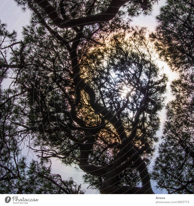 oben in den Pinien außergewöhnlich hoch Baumriesen bedrohlich Sonne Kontrast Lichterscheinung Nadelbaum Vegetation mediterran Pinienwald grün rot natürlich