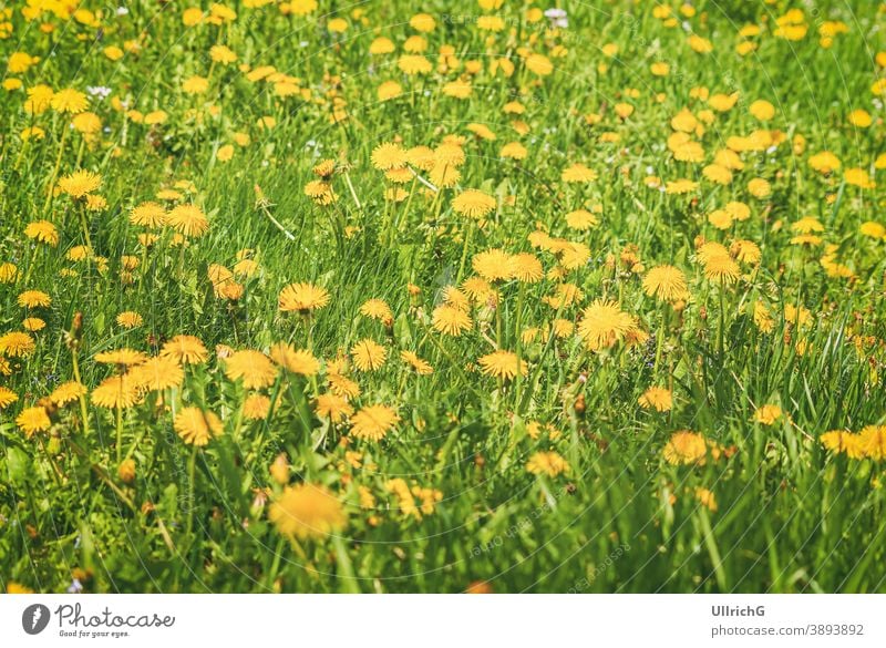 Blühende Löwenzahnwiese im Frühling. Wiese Blume Blüte Blütezeit Pflanze Saison saisonbedingt Weide Rasen Gras Grasland ländlich Landschaft Feld Natur natürlich