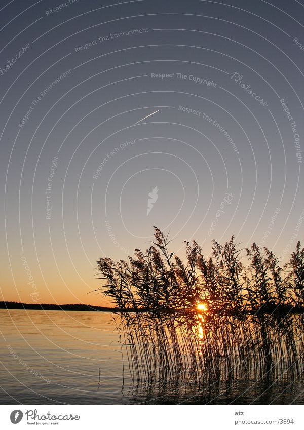 Sonnenuntergang am See durch Schilf Schilfrohr Kondensstreifen Schweden Wasser