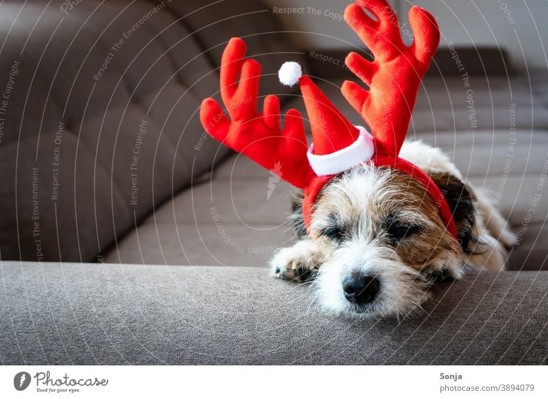 Kleiner Terrier Hund mit roten Rentiergeweih schläft auf einem Sofa klein Weihnachten Rentergeweih Kopf schlafen Couch müde Humor Haustier niedlich Tier lustig