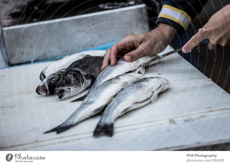 Am Fischmarkt Lebensmittel Ernährung Sushi Italienische Küche Asiatische Küche Arbeit & Erwerbstätigkeit schneiden Fischer Gebiss grau silber Schuppen Flosse