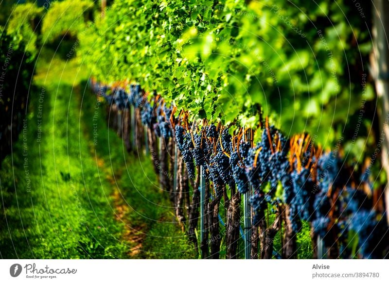 Reihen von Reben eine Wein Frucht Ernte Traube Natur Weinrebe Stengel grün Blatt reif Lebensmittel Pflanze blau Haufen frisch Hintergrund organisch Sommer