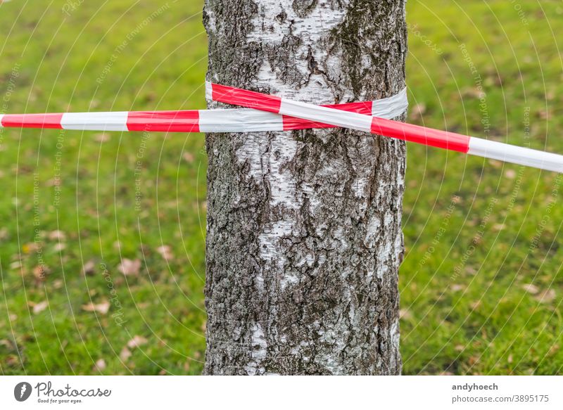 Absperrband an einer Birke mit einer Wiese im Hintergrund grün Zone Sicherheit Begrenzung Gras Verbrechen gestreift Symbol Gegend Linie verboten Barriere rot