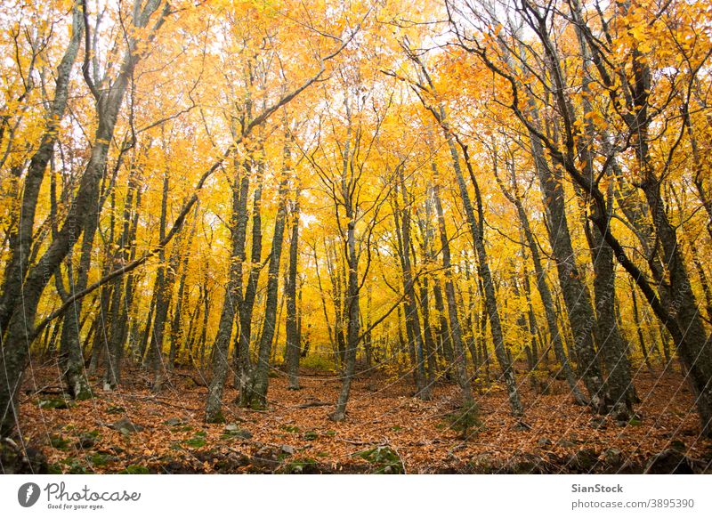 Herbstliche Bäume im Wald, Griechenland fallen Baum Natur gelb Landschaft Blätter Hintergrund schön Park Laubwerk Saison grün orange Licht Sonne rot Farbe