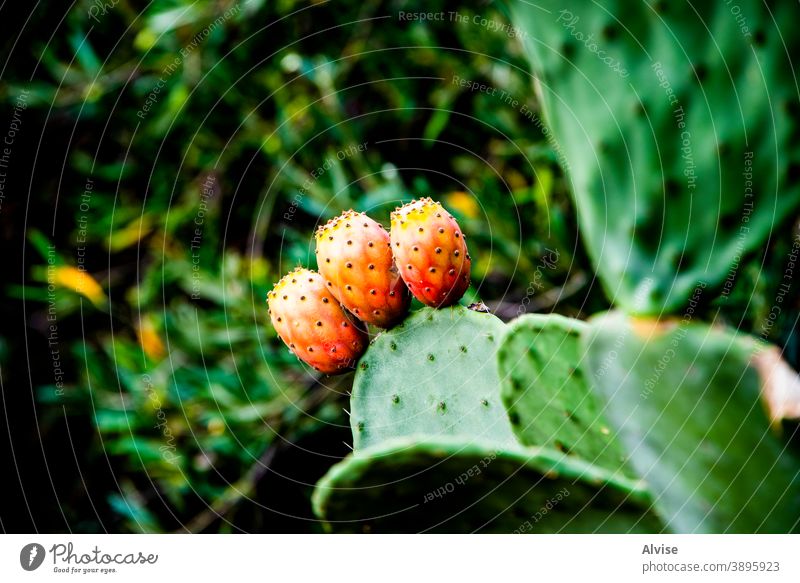 drei Kaktusfeigen eine Birne stachelig Frucht Lebensmittel frisch roh tropisch weiß exotisch vereinzelt süß Dessert Hintergrund Natur rot Ernährung Feige