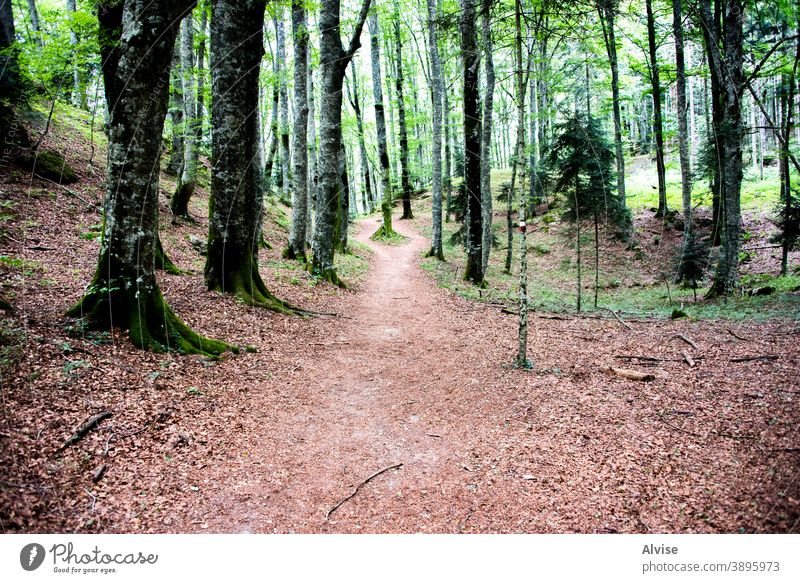 Pfad im üppigen Wald Blatt fallen Weg grün Holz Baum Licht Landschaft Natur Laubwerk Italien Toskana Bäume Europa Kasino Herbst Blätter Wälder magisch