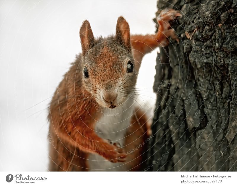 Vom Eichhörnchen genau beobachtet Sciurus vulgaris Tiergesicht Kopf Auge Nase Ohr Maul Krallen Fell Nagetiere Wildtier Natur Baum Neugier beobachten neugierig