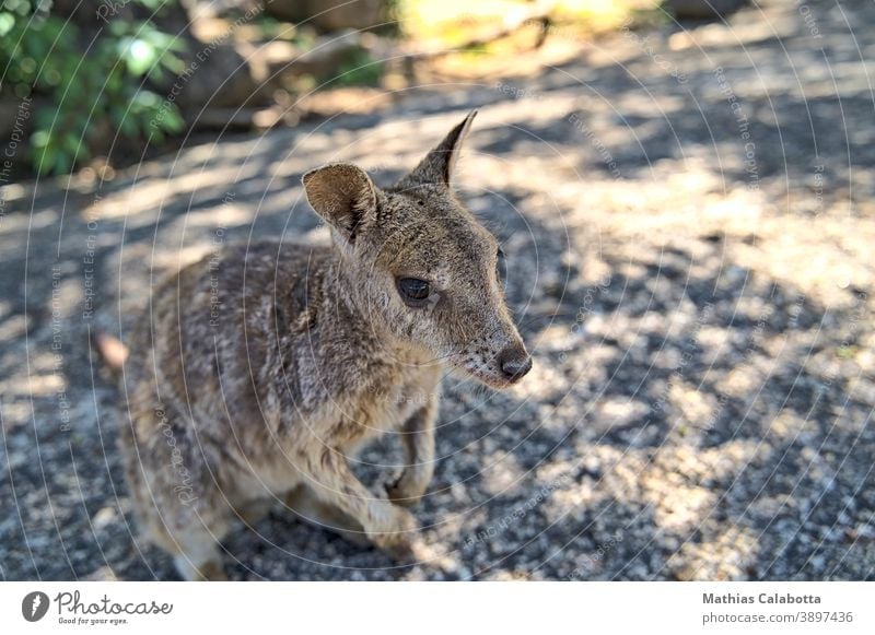 Australischer Wallabie auf einer Steinfläche, der etwas essen will Wallaby Australien Park Tier Australier Beuteltiere Säugetier Fell Känguruh niedlich Natur