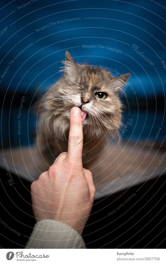 niedlich hungrig Katze lecken cremige Snack aus Finger in blaue Stunde maine coon katze Langhaarige Katze Ein Tier menschliche Hand füttern Katzenfutter