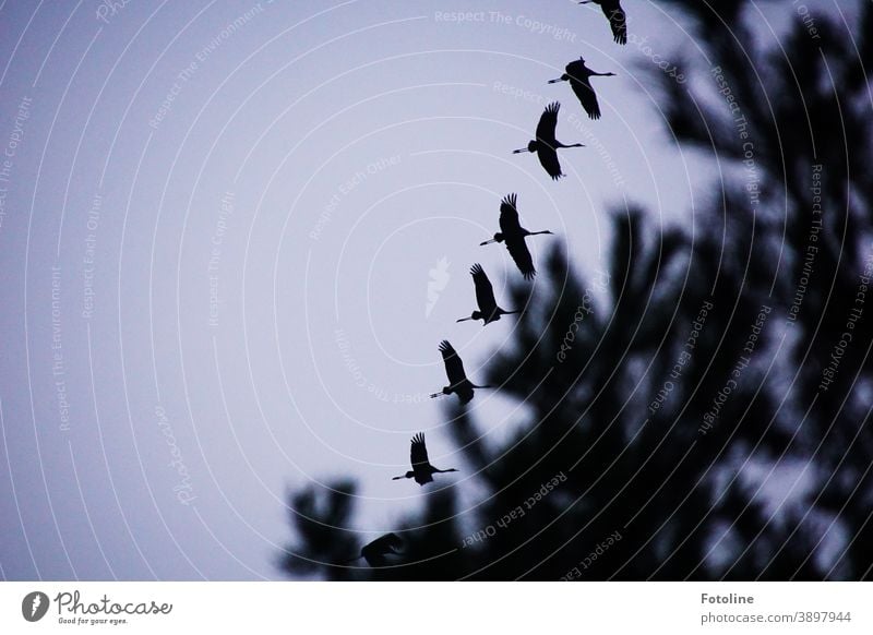 Kranichflug - oder ein Schwarm Kraniche fliegt über Bäume hinweg fliegen Vogel Außenaufnahme Farbfoto Natur Tier Menschenleer Wildtier Tag Umwelt Himmel