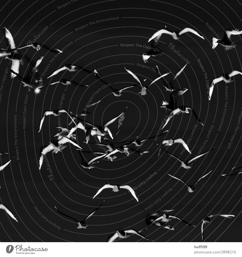 Nachtvögel Schwarm Vogel fliegen surreal abstrakt Wildtier Tiergruppe Himmel Vögel Vogelschwarm grau wegfliegen Vogelflug Bewegungsunschärfe Flucht