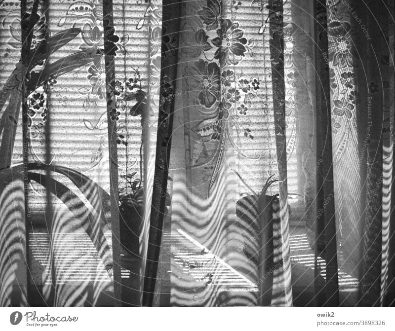 Chisinau Fenster Sonnenlicht Gardine Vorhang Strukturen & Formen Muster Menschenleer Totale Innenaufnahme Detailaufnahme Schwarzweißfoto ruhig Fensterbrett