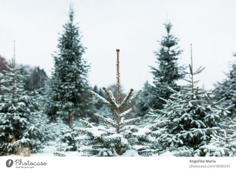 Frisch verschneite Weihnachtsbaum-Anlage in Mitteleuropa mit Nordmanntannen, eine Tanne in der Mitte im Fokus, im Hintergrund Tannenbäume in der Unschärfe