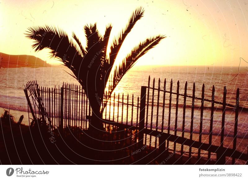 Blick auf Palme, Zaun und das Meer bei Sonnenuntergang retro schäbig golden romantisch Sonnenuntergangslicht Sonnenaufgang Sonnenuntergangshimmel Abendstimmung