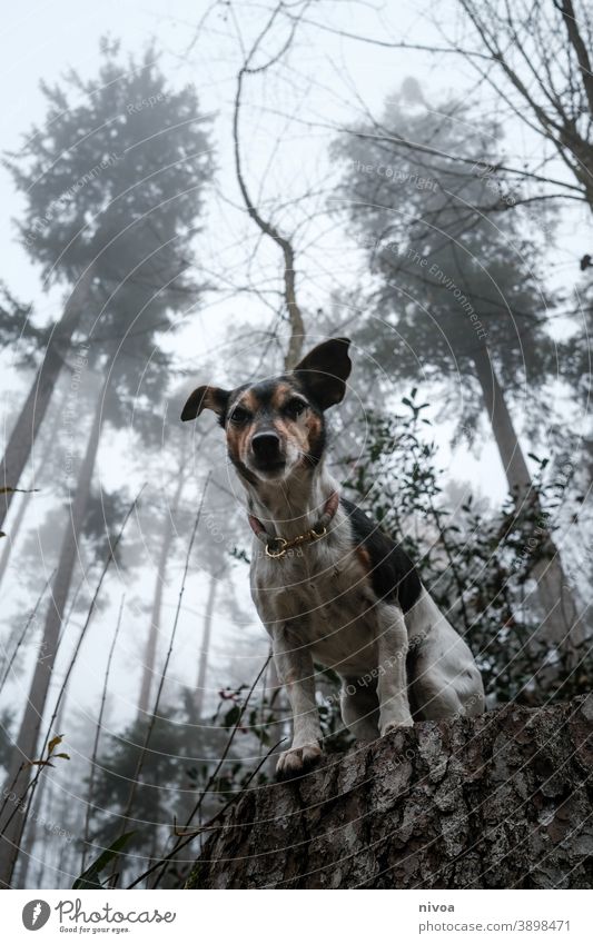 Jack Russel Terrier sitzt auf einem Baumstamm Jack-Russell-Terrier jack russell Hund baumstämme sitzen Wald Herbst Halsband Haustier Tier braun niedlich