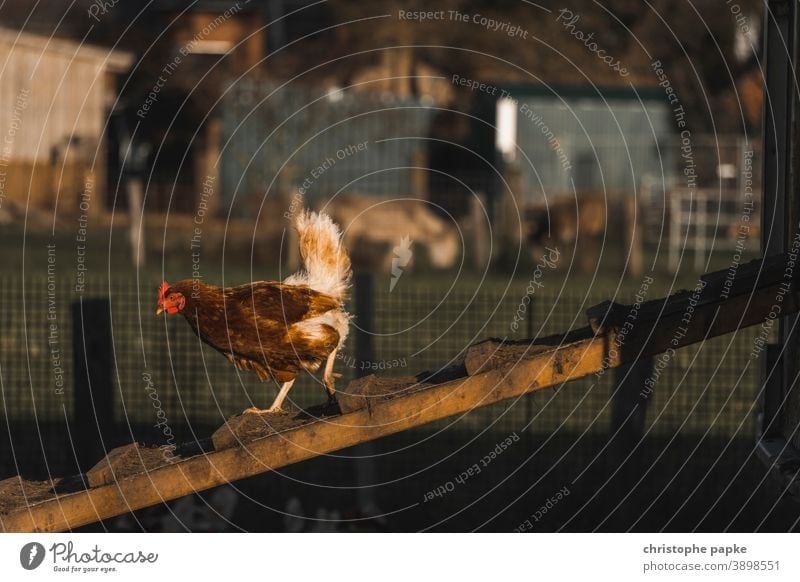 Freilaufendes Huhn läuft abwärts auf Hühnerleiter freilaufend Freilandhaltung Biologische Landwirtschaft biologisch Nutztier Bioprodukte Bauernhof Haushuhn Tier