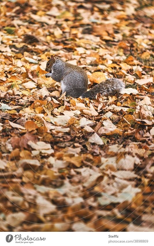 Eichhörnchen getarnt im Herbstlaub auf einer Herbstwiese graues Eichhörnchen Herbstwärme November Novemberblätter Herbstblätter verspielt niedlich Herbstbild