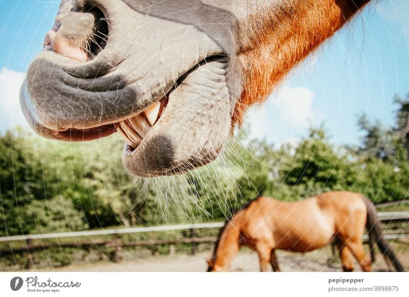 Pferd lacht auf einer Koppel lachen Tier Außenaufnahme Natur Farbfoto Mähne Weide Wiese Fressen Tierporträt Landschaft Himmel Sommer Nutztier Reiten Zähne spass