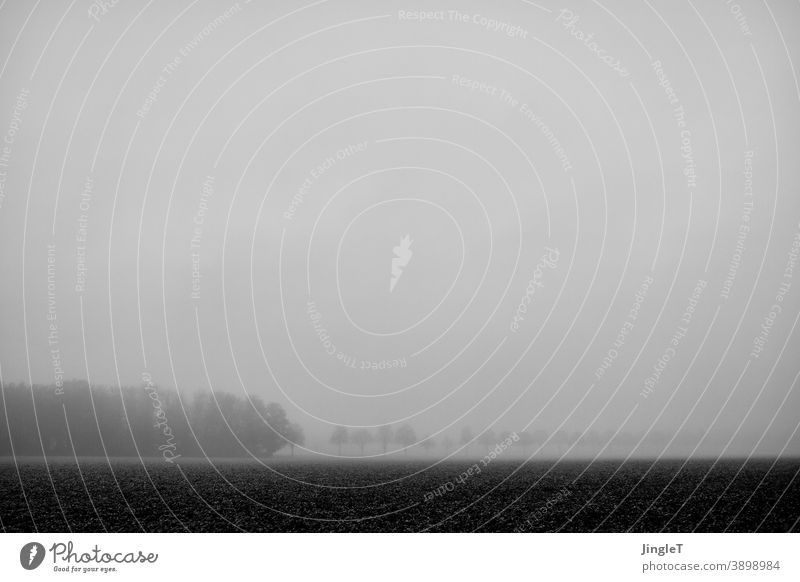 eingeschränkter Horizont Schwarzweißfoto Nebel Linie Feld Baum Bäume Wald Waldstück Himmel Wolkendecke Natur Landschaft Außenaufnahme Umwelt Menschenleer kalt