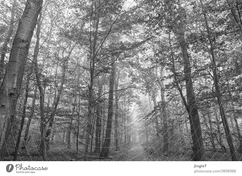 Waldnebel Nebel Nebelstimmung schwarzweiß Schwarzweißfotografie Bäume Äste Himmel Blätter Herbst herbstlich grau Wege & Pfade Querformat Tiefenschärfe