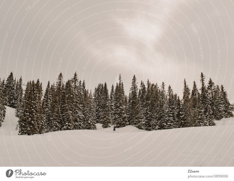 Südtiroler Skigebiet | Ratschings Erholung südtirol italienisch Bäume Natur Skifahren snowboarden Wintersport Landschaft Winterlandschaft Kälte Schafe Sport