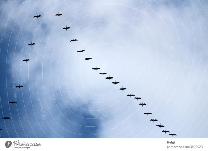 Formationsflug der Kraniche am blauen Himmel mit Wolken Vögel Zugvögel Vogelzug Herbst fliegen Natur Außenaufnahme Freiheit Wildtier Zugvogel Tiergruppe