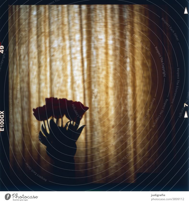 Tulpenstrauß vor Vorhang, analog fotografiert Blumen Blumenstrauß Frühling Fenster Gardine dunkel Silhouette Umriss Innenaufnahme Licht Dekoration & Verzierung