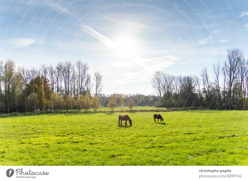 Pferde auf Weide in Gegenlicht Koppel Wiese Fressen Tier Gras Natur Landschaft Menschenleer grün Feld Sonnenlicht Umwelt braun Sommer grasen Landwirtschaft