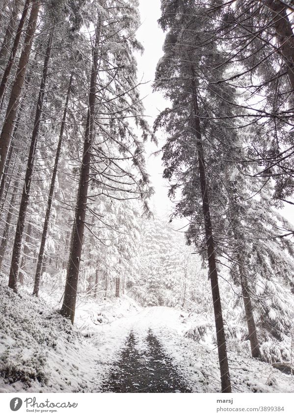 Winterlicher Wanderweg im Fichtenwald. Bedrohlich stürzende Linien. Winterstimmung Wintertag kalt Natur Winterzauber winterlich Schnee Wanderwege Spazierweg